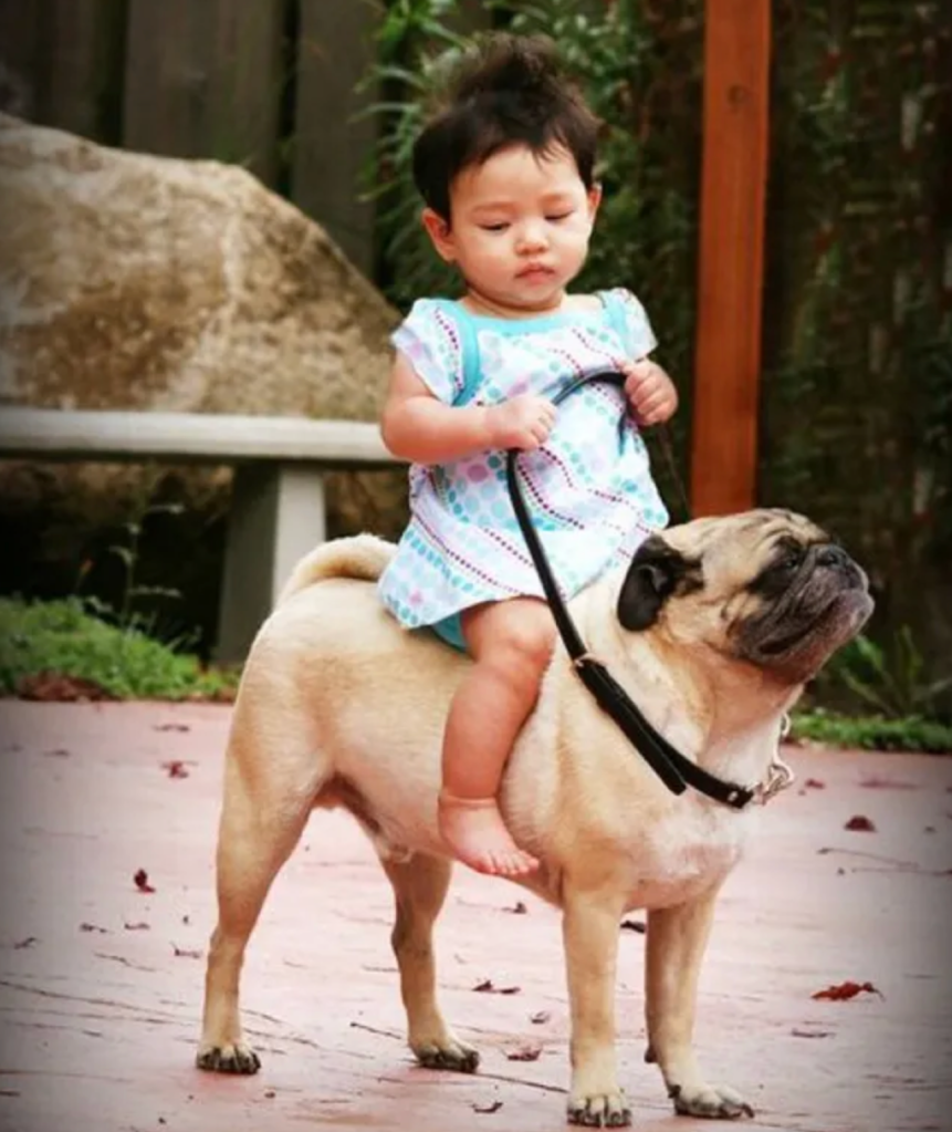 Baby on pug